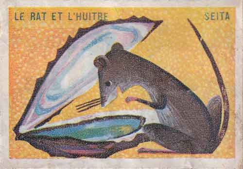 illustration-rat-huitre-boite-allumette