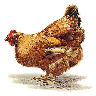 Pied-de-coq X Pied-de-poule